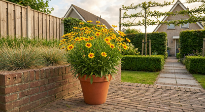 Meisjesogen (Coreopsis lanceolata 'Sterntaler) - Tuinplanten