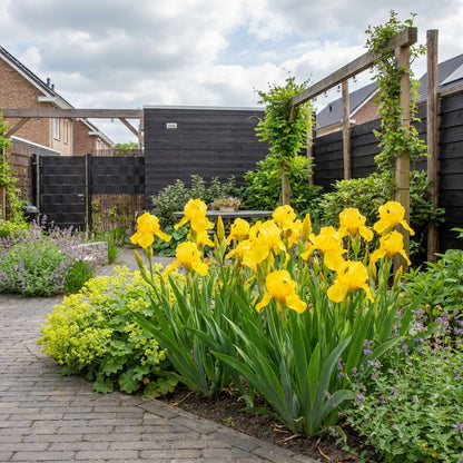 Dwergiris (Iris (P) 'Brassie') - Tuinplanten