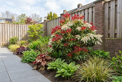 Rotsheide (Pieris jap. 'Sangria') - Heesters