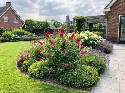 Schmetterlingsstrauch (Buddleja davidii Butterfly Candy® Little Bubbelgum)