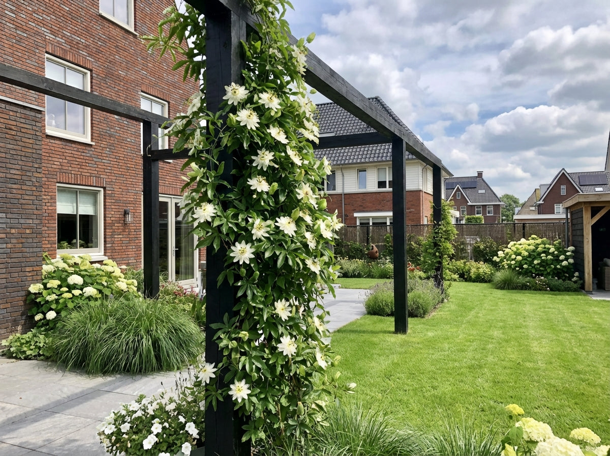 Klimplant Passiflora Snow Queen PBR (passiebloem) - Klimplanten