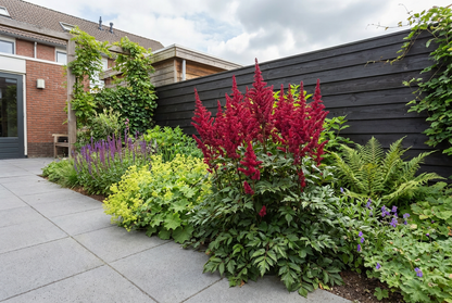 Spirea (Astilbe (A) 'Fanal') - Tuinplanten