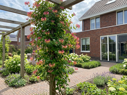 Klimplant Lonicera heckrottii Goldflame (kamperfoelie) - Klimplanten