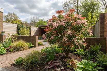 Rotsheide (Pieris jap. 'Rosalinda') - Heesters