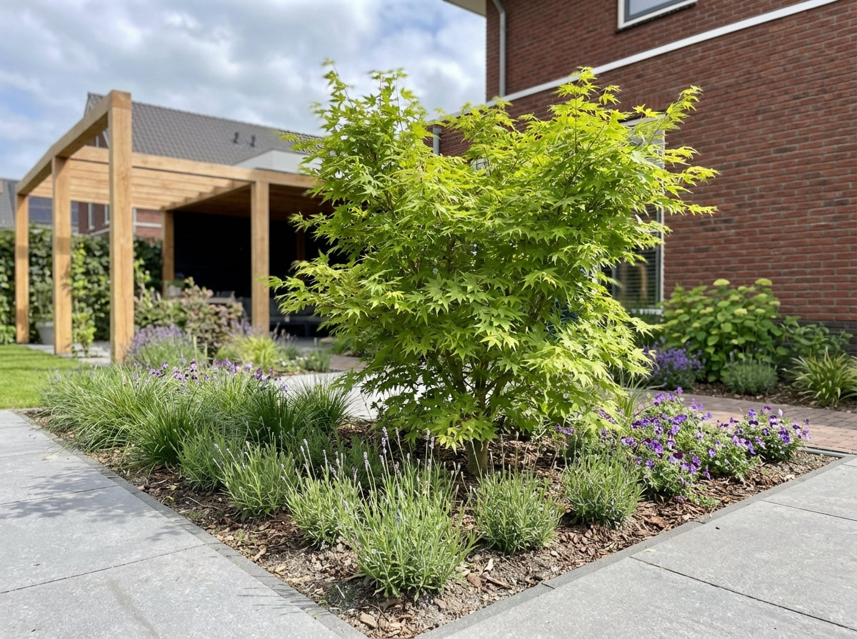 Japanischer Ahorn (Acer palmatum 'Aoyagi')