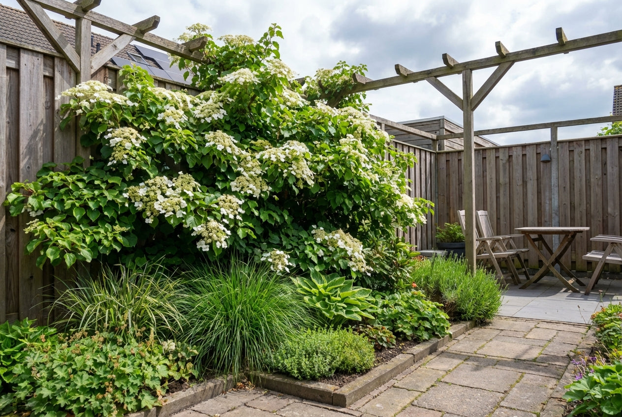 Hortensia (Hydrangea anomala petiolaris) - Hortensia