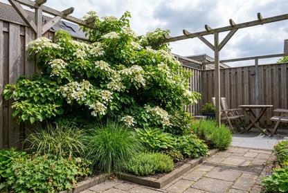 Hortensia (Hydrangea anomala petiolaris) - Hortensia