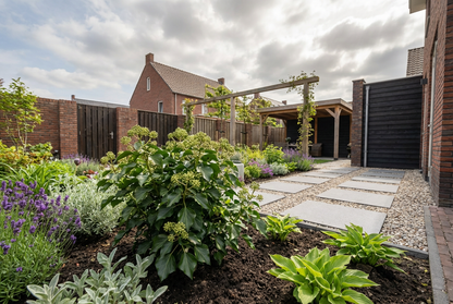 Efeu (Hedera helix 'Arbori Compact')