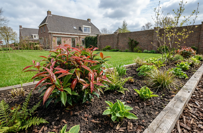 Traubenheide (Leucothoe keiskei Burning Love)