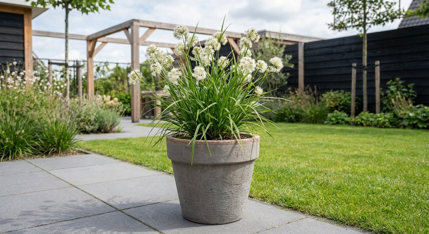 Veldbies (Luzula nivea) - Tuinplanten