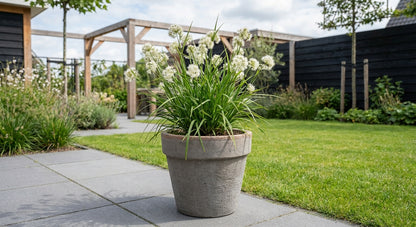 Veldbies (Luzula nivea) - Tuinplanten