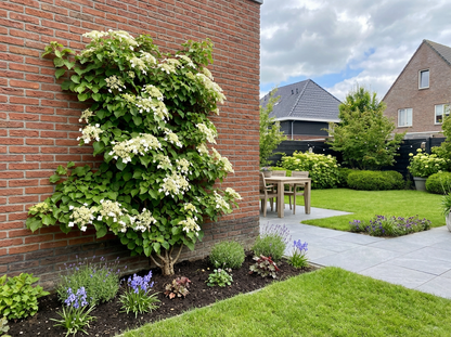 Klimplant Hydrangea a. Petiolaris (klimhortensia) - Klimplanten
