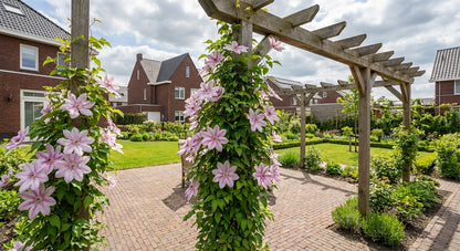 Klimplant Clematis John Paul II (Bosrank) - Klimplanten