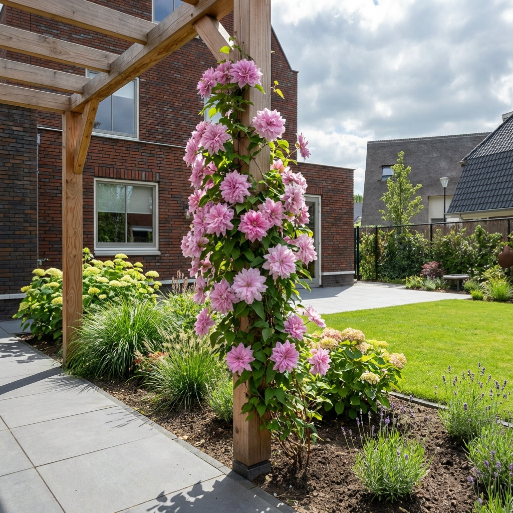 Klimplant Clematis Multi Pink® PBR (Bosrank) - Klimplanten