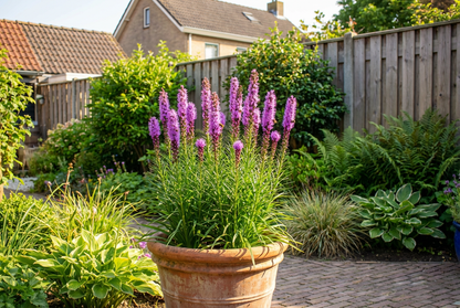 Lampepoetser (Liatris spicata 'Floristan Violett') - Tuinplanten