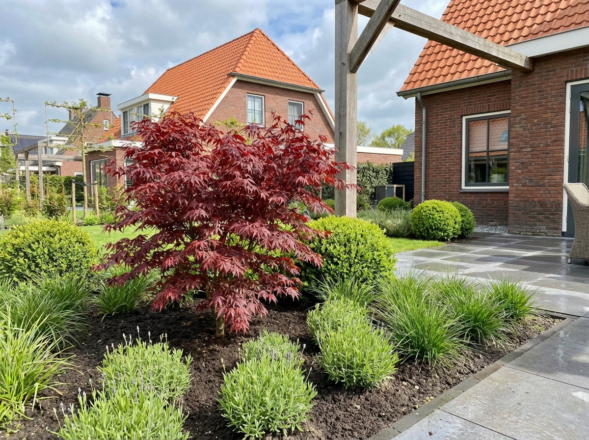 Japanischer Ahorn (Acer palmatum 'Skeeters Broom')