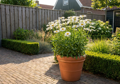 Margriet (Leucanthemum vulgare ‘Maikönigin’) - Tuinplanten