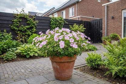 Ooievaarsbek (Geranium sanguineum 'Vision®Pink') - Tuinplanten