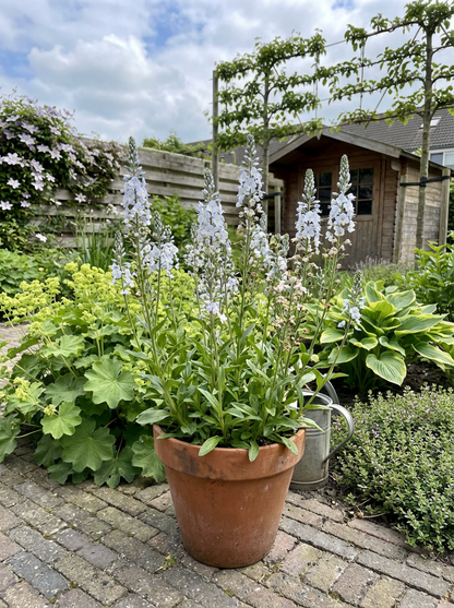 Ereprijs (Veronica gentianoides) - Tuinplanten