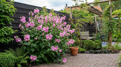 Lavatera (Lavatera 'Rosea' ) - Tuinplanten