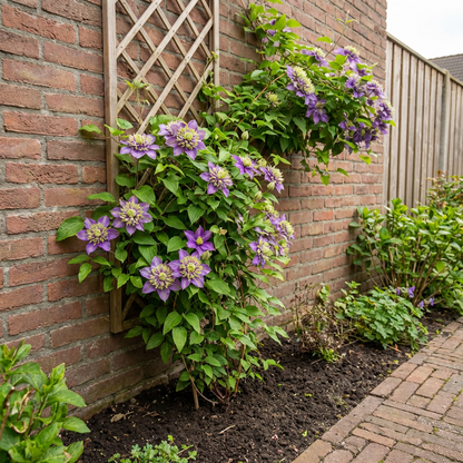 Klimplant Clematis florida Taiga PBR (Bosrank) - Klimplanten