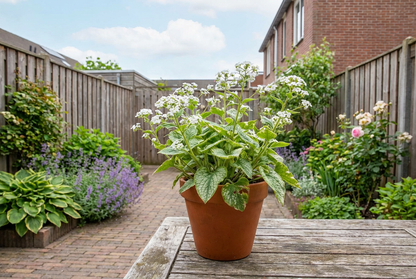 Vergissmeinnicht (Brunnera macrophylla 'Berrty Browning')