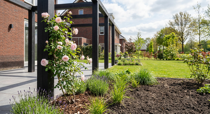 Klimplant Rosa New Dawn (Klimroos) - Klimplanten