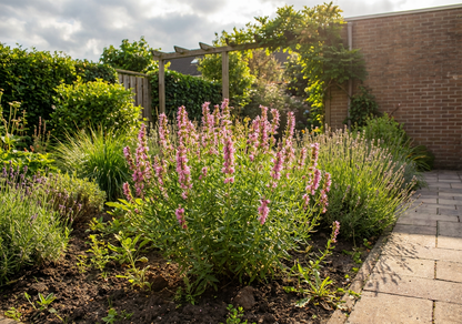 Hyssop (Hyssopus officinalis 'Roseus') - Tuinplanten