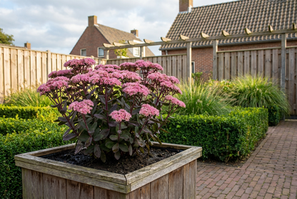 Hemelsleutel (Sedum 'Matrona') - Tuinplanten