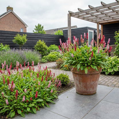 Duizendknoop (Persicaria affinis ‘Superba’) - Tuinplanten