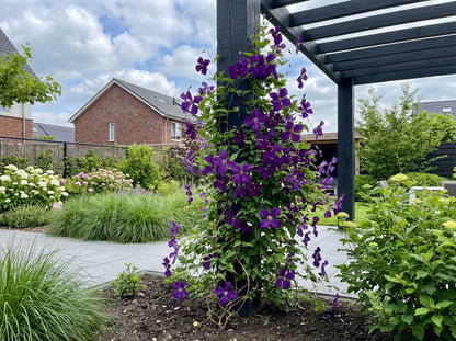 Klimplant Clematis Noora PBR (Bosrank) - Klimplanten