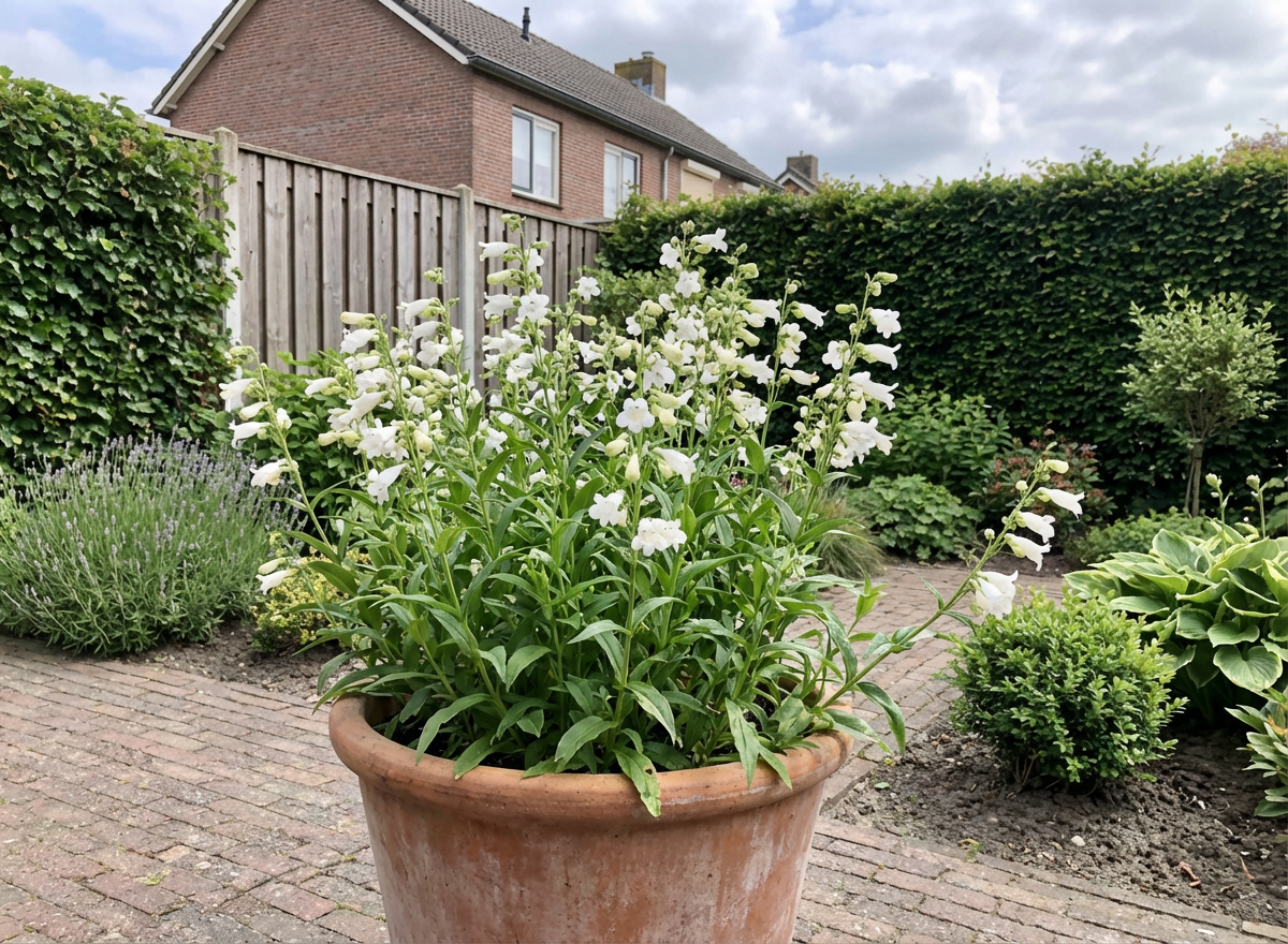 Schildpadbloem (Penstemon 'White Bedder') - Tuinplanten