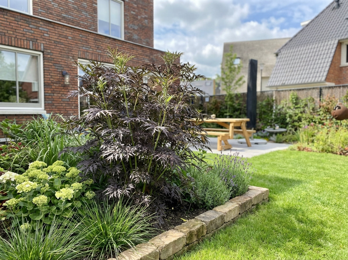 Holunder (Sambucus nigra Serenade'®)