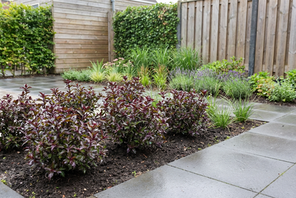 Stechpalme (Ilex meserveae 'Little Rascal')