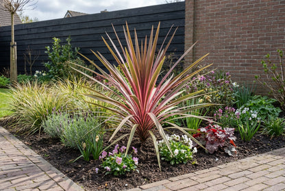 Cordyline (Cordyline australis Can Can) - Exotische planten