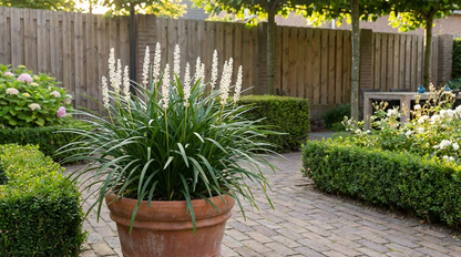 Leliegras (Liriope muscari 'Monroe White') - Tuinplanten