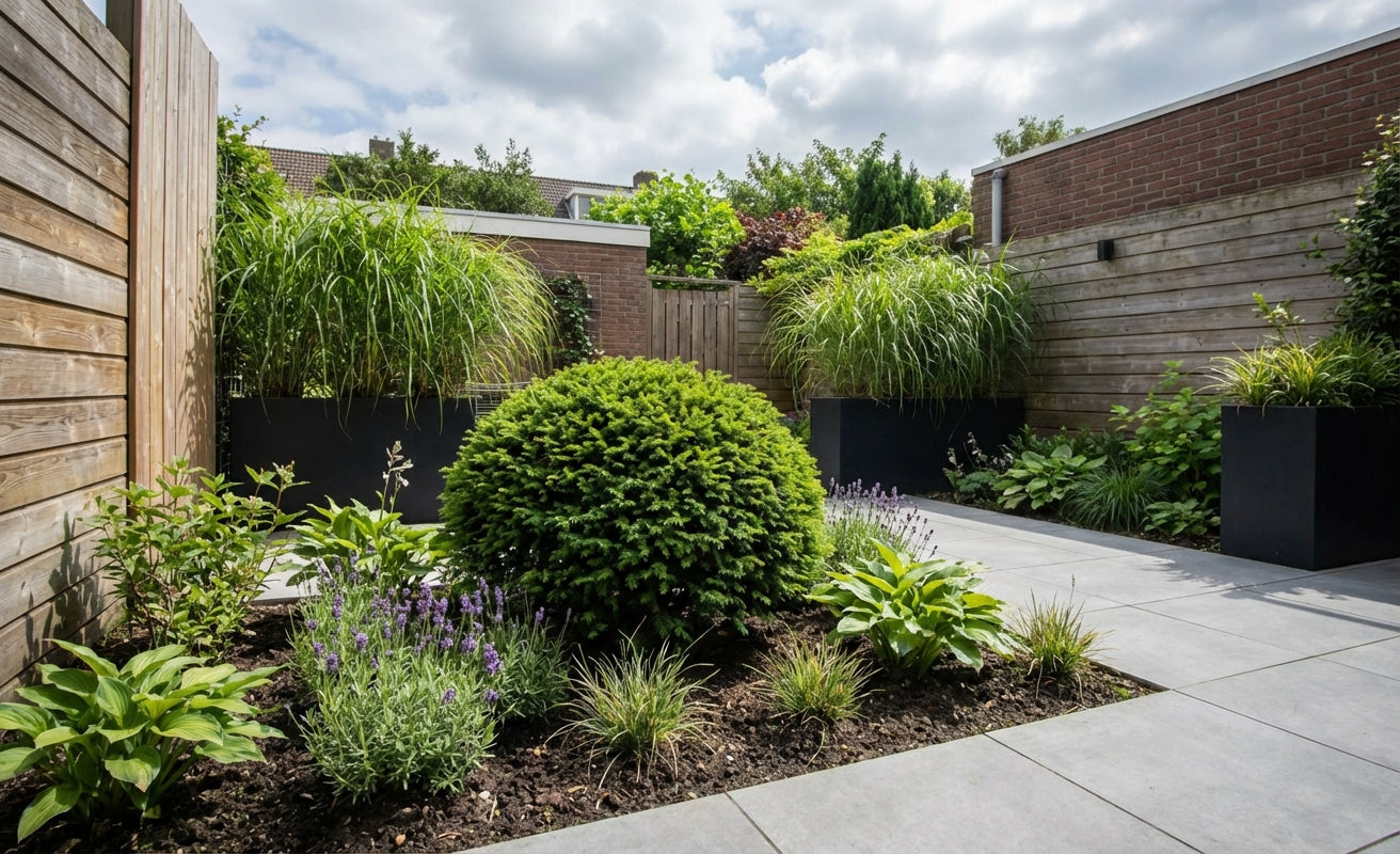 Japanse Ceder (Cryptomeria j. ‘Compressa’) - Coniferen