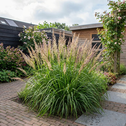 Struisriet (Calamagrostis brachytricha) - Tuinplanten