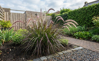 Lampepoetsersgras (Pennisetum 'Fireworks') - Lampepoetsersgras
