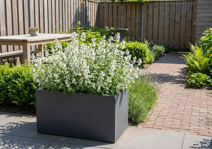 Kattekruid (Nepeta faassenii 'Snowflake') - Tuinplanten