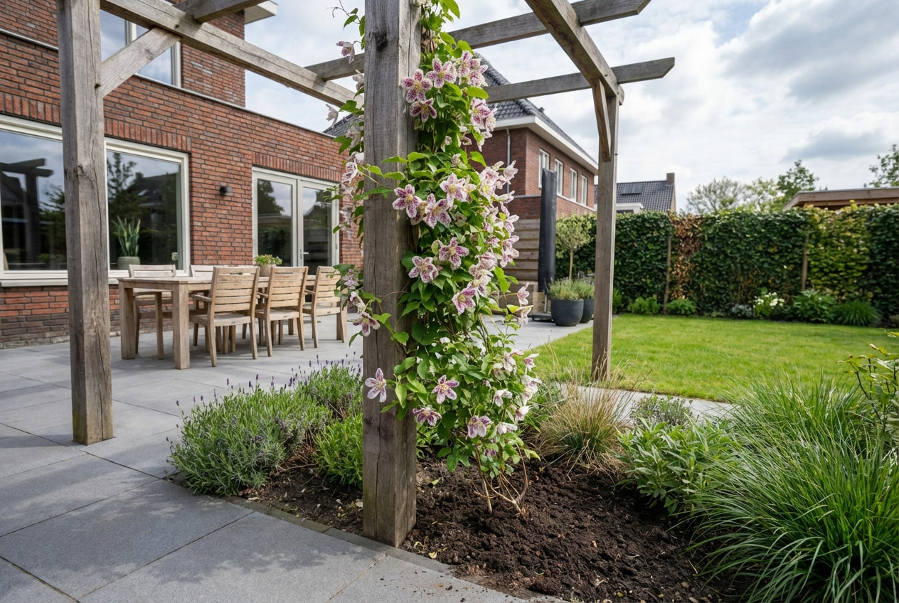 Klimplant Clematis cirrhosa Freckles (Bosrank) - Klimplanten