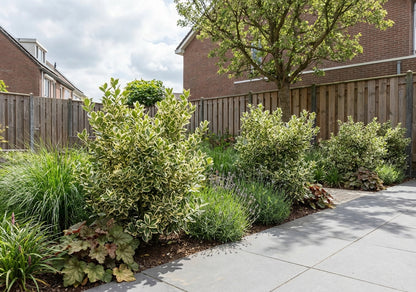 Kardinaalsmuts (Euonymus japonicus 'Kathy') - Heesters