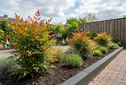 Himmelsbambus (Nandina domestica 'Gulfstream')