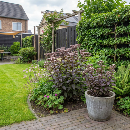 Lebermoos (Eupatorium rugosum 'Chocolate')