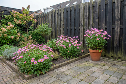 Zwergaster (Aster alpinus 'Happy End')