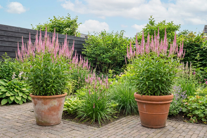 Ereprijs (Veronicastrum virg. 'Erika') - Tuinplanten