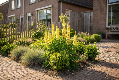 Lupine (Lupinus 'Chandelier')