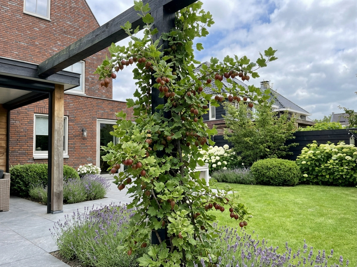 Klimplant Ribes uva-crispa Hinnomäki Röd (kruisbes) - Klimplanten