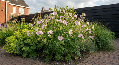 Muskuskaasjeskruid (Malva moschata 'Rosea') - Tuinplanten