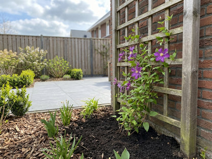 Klimplant Clematis Arabella (Bosrank) - Klimplanten